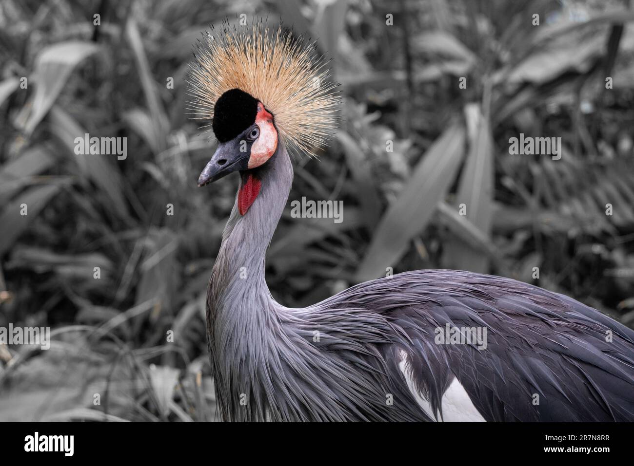 Un primo piano di una maestosa gru Grey a corona, in piedi in verticale con la sua caratteristica cresta dorata Foto Stock