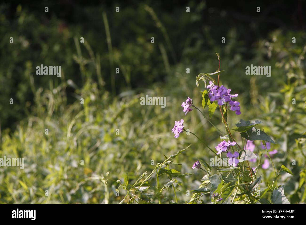 Fiori sulla strada Foto Stock
