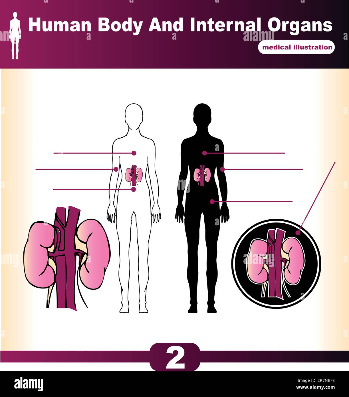 Organi interni umani reni vettoriali Illustrazione Vettoriale