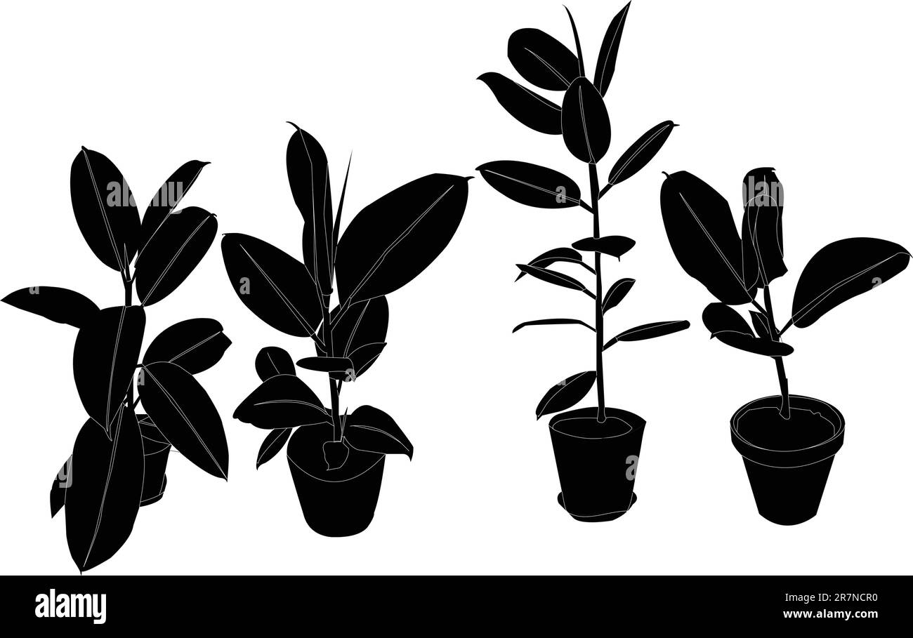 collezione albero di gomma - vettore Illustrazione Vettoriale