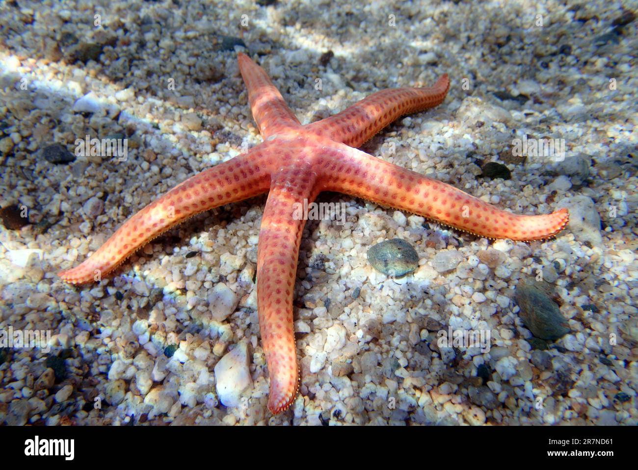Hacelia Arancio, foto subacquea nel Mediterraneo - (Hacelia attenuata) Foto Stock