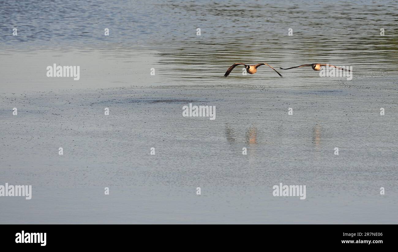 Oche in volo sopra il lago Jamestown Foto Stock