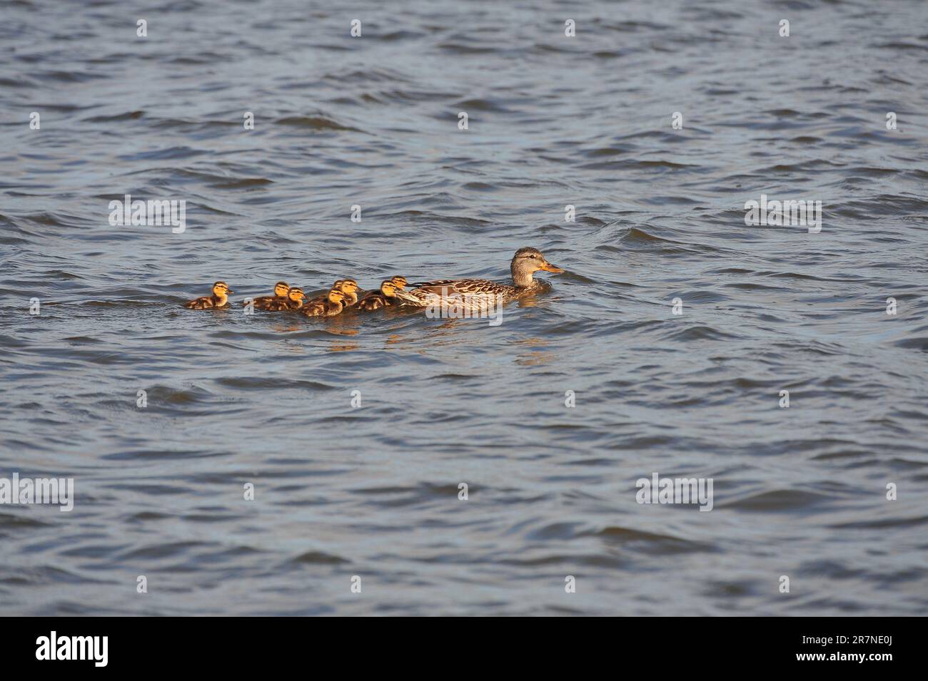 Anatra madre e anatra che nuotano Foto Stock