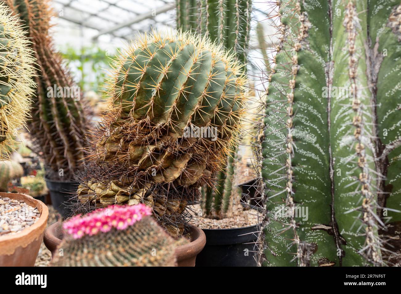 Piante Cactus in un giardino botanico ben mantenuto. Foto Stock