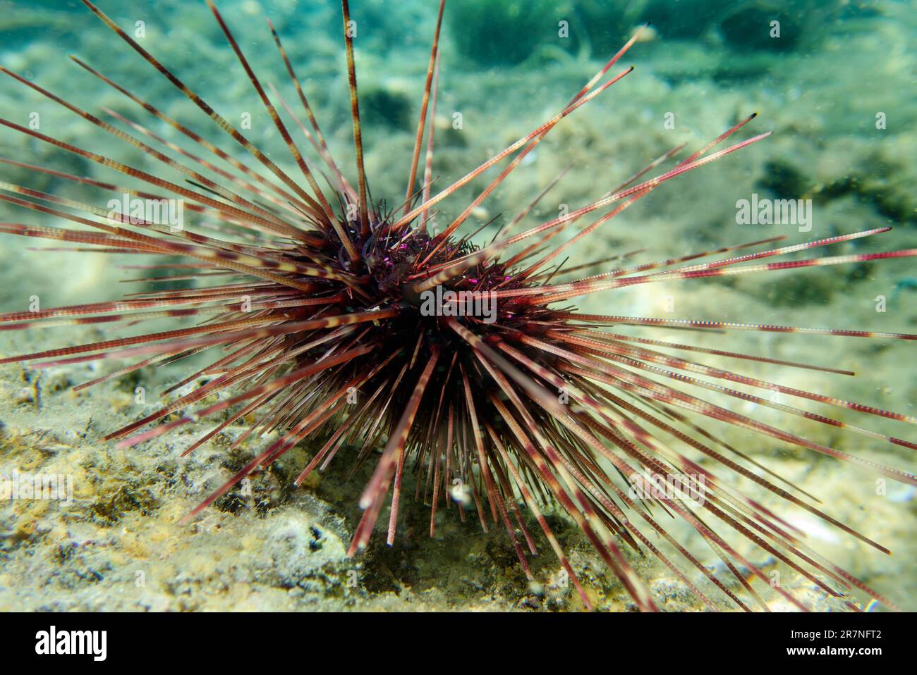 Riccio di mare di Hatpin - Centrostephanus longispinus Foto Stock