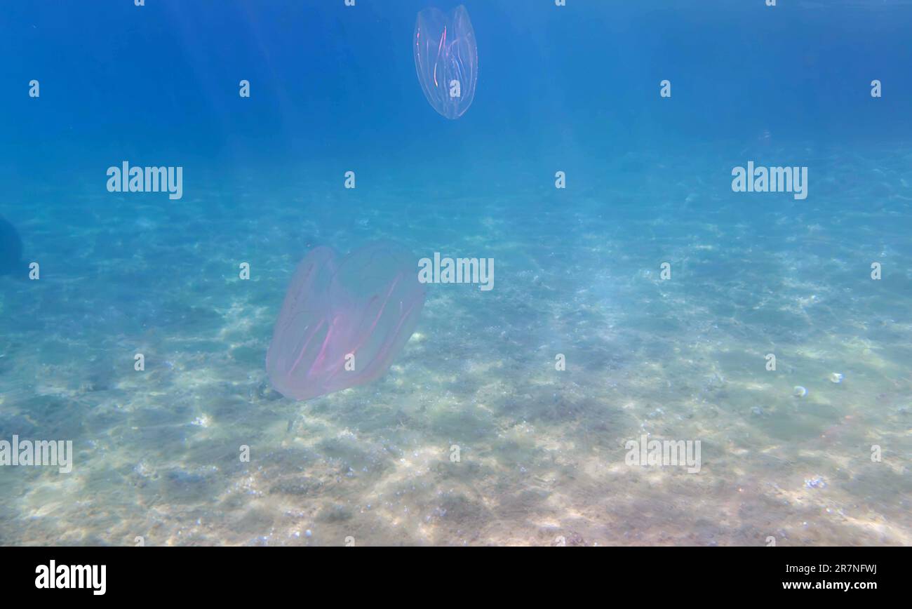 Mnemiopsis leidyi - la medusa a pettine o la medusa di noce di mare Foto Stock