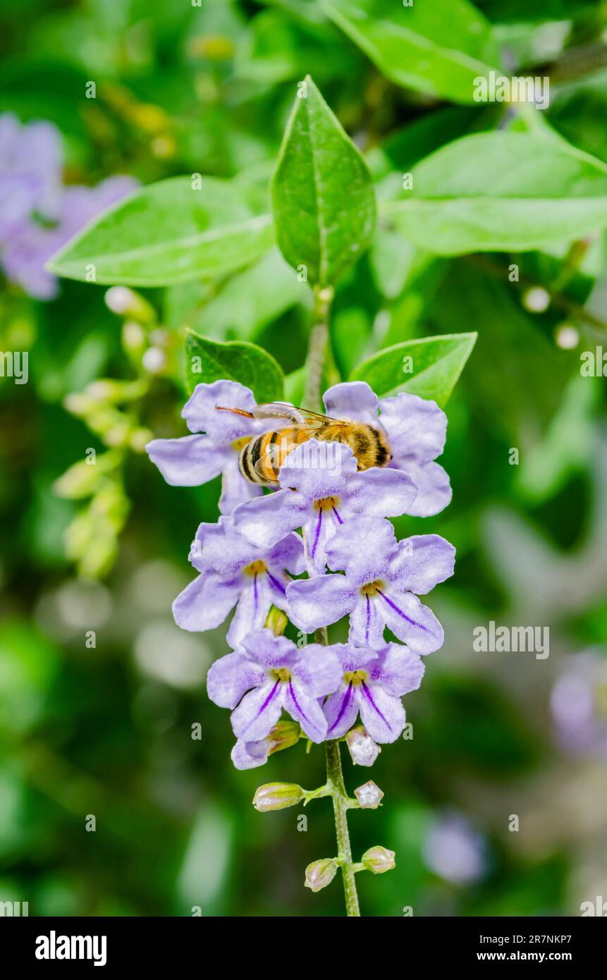 Bee on Golden Dewdrop Flowers Foto Stock
