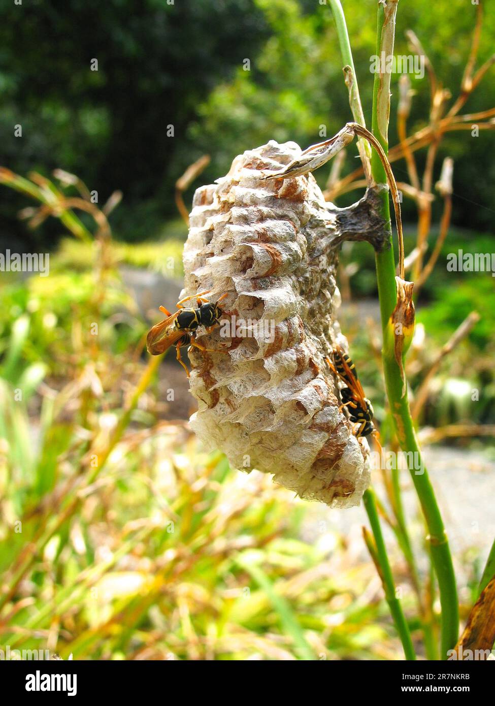 Nido o pettine di vespe di carta (Vespidae). Foto Stock
