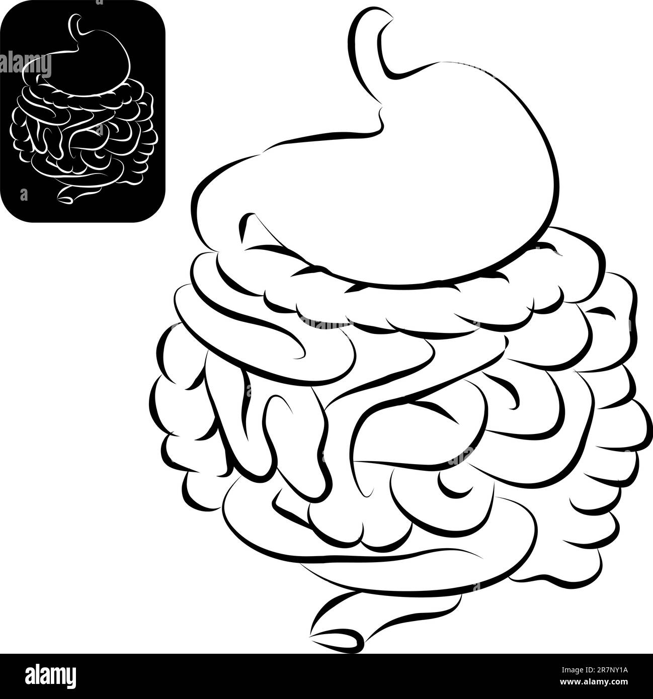 Una immagine di un apparato digestivo umano in una spazzolata calligrafico stile. Illustrazione Vettoriale