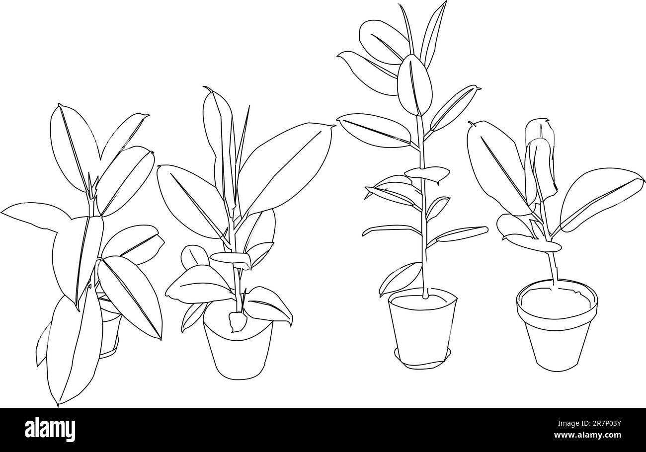 collezione albero di gomma - vettore Illustrazione Vettoriale