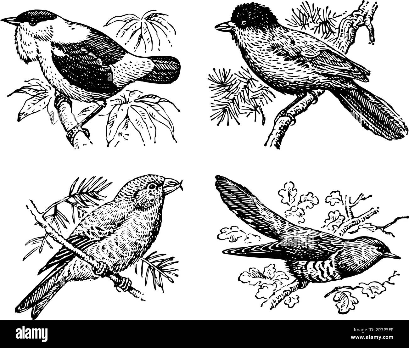 Alcuni uccelli isolati su bianco Illustrazione Vettoriale