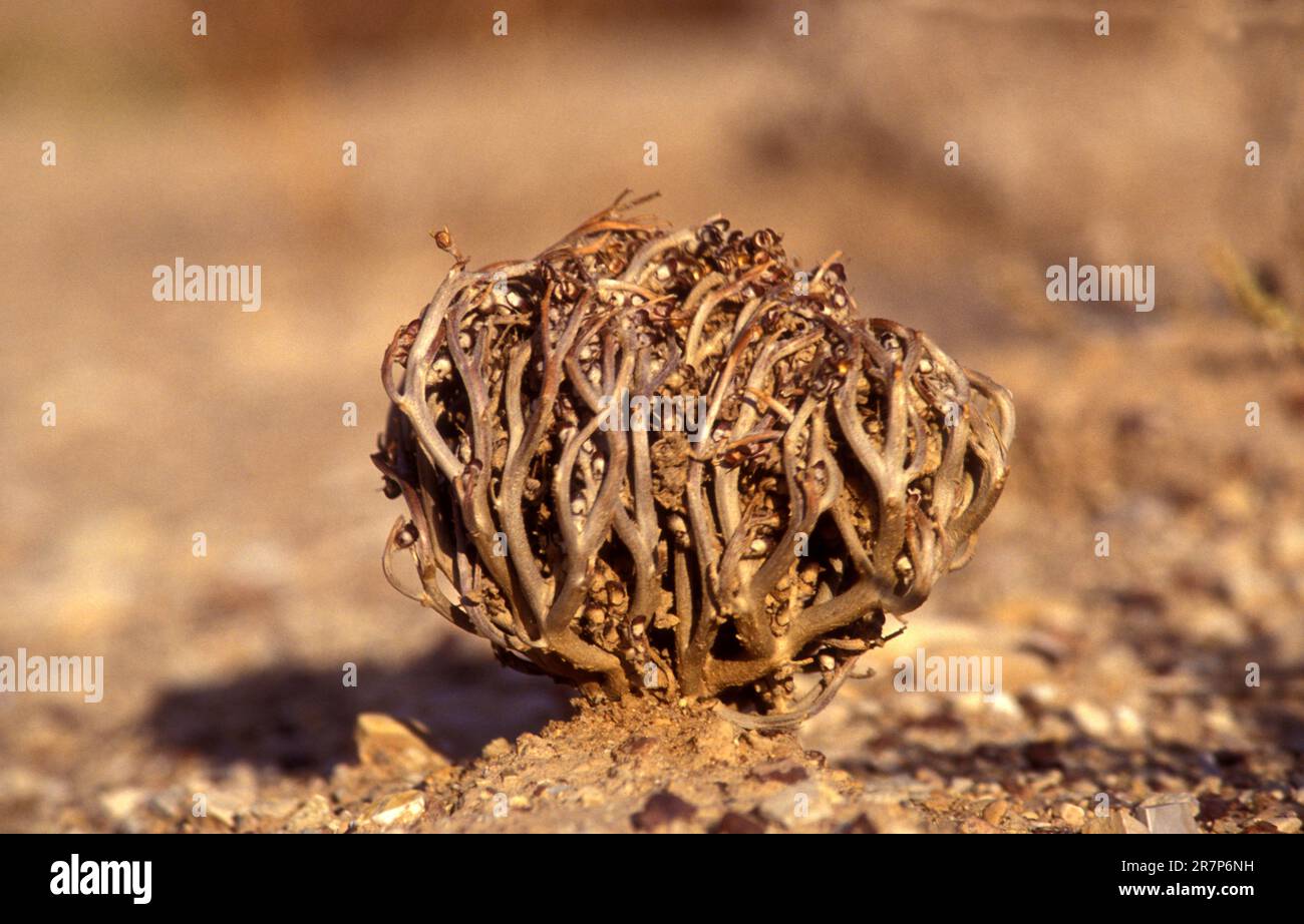 Rosa di Gerico (Anastatica hierochuntica). I semi sono molto resistenti e possono rimanere dormienti per anni. Bagnata di nuovo in una successiva stagione delle piogge, la palla si arrotola e la pianta si risveglia dal suo stato dormiente, il che fa sì che i frutti capsulari si aprano (dehisce) per disperdere i semi. Fotografato in Israele a dicembre. Foto Stock