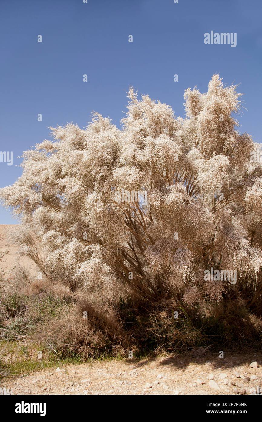 Scopa bianca (Retama raetam) fiori. Fotografato in Israele, nel mese di marzo. Foto Stock