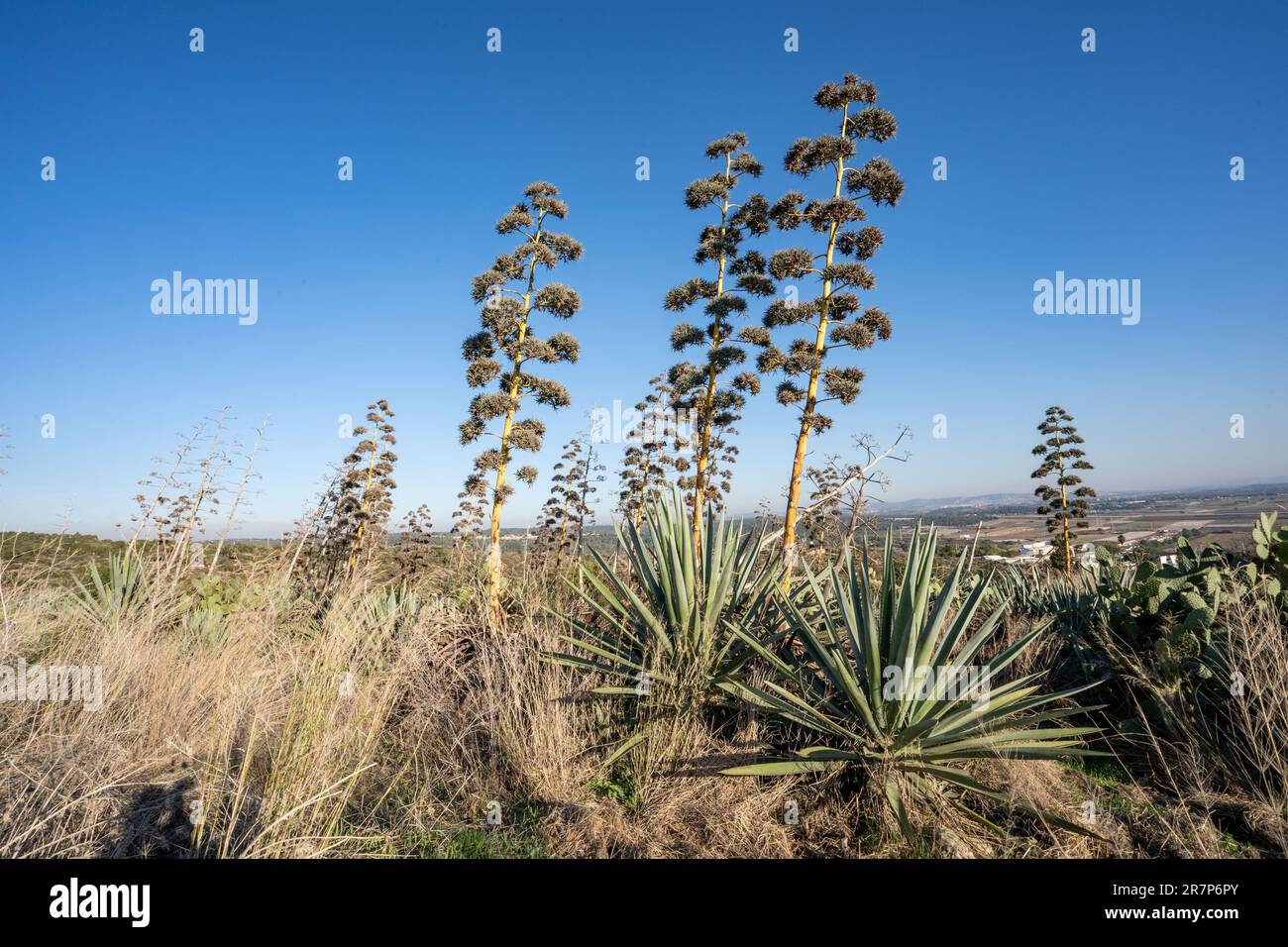 Il sisal (Agave sisalana) è una specie di pianta da fiore originaria del Messico meridionale ma ampiamente coltivata e naturalizzata in molti altri paesi. Produce una fibra rigida utilizzata nella fabbricazione di funi e di vari altri prodotti. Il termine sisal può riferirsi al nome comune della pianta o alla fibra, a seconda del contesto. La fibra di sisal è tradizionalmente utilizzata per funi e spago e ha molti altri usi, tra cui carta, stoffa, calzature, cappelli, borse, tappeti, geotessili e tavole da disegno. Viene utilizzato anche come rinforzo in fibra per prodotti compositi in fibra di vetro, gomma e cemento. Foto Stock