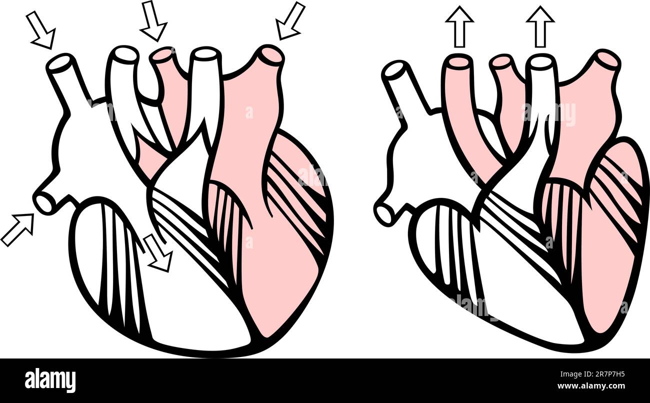 Schema del lavoro del cuore umano su sfondo bianco Illustrazione Vettoriale