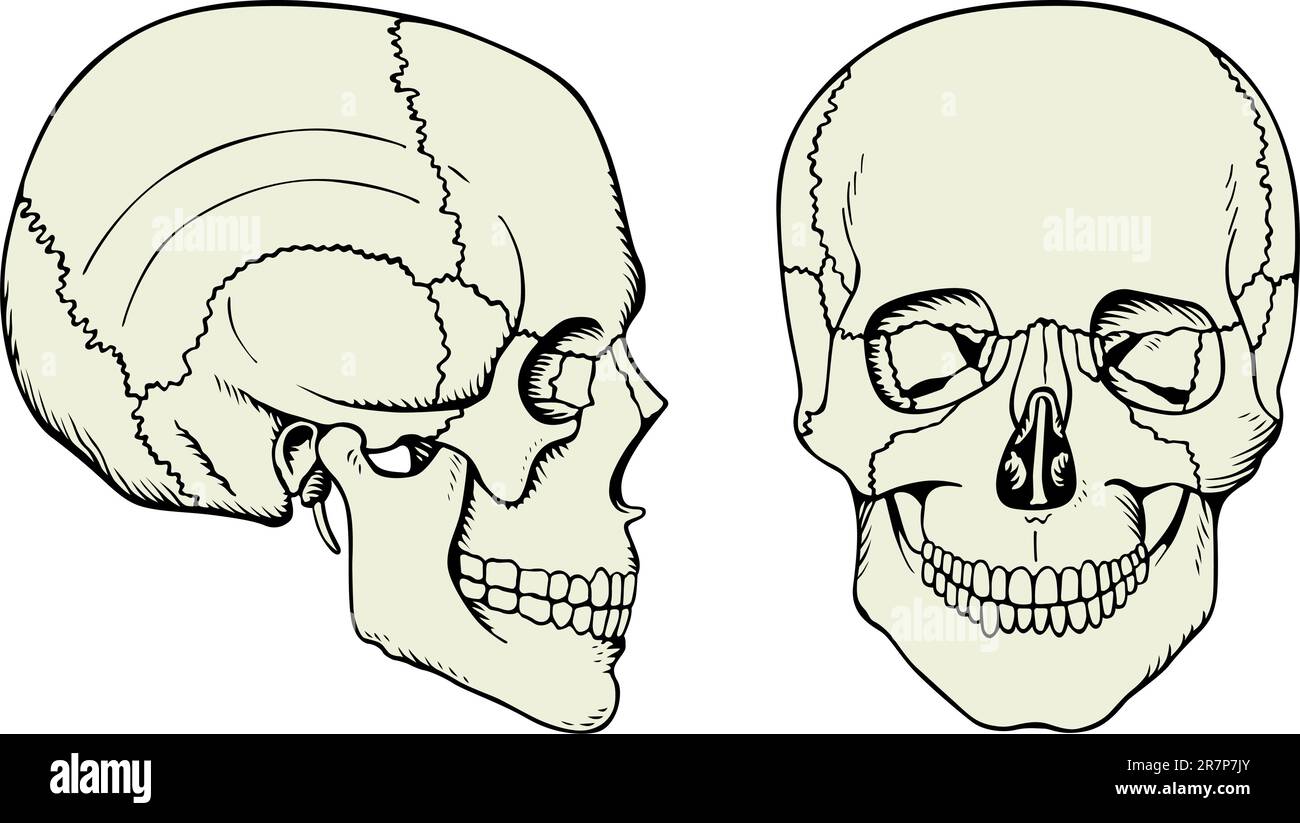 Cranio umano isolato su bianco Illustrazione Vettoriale