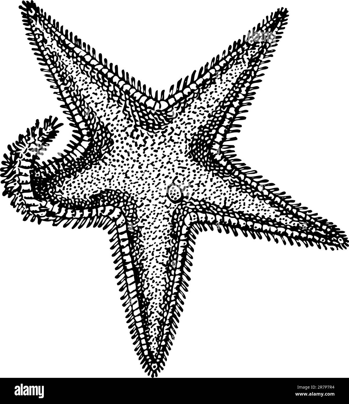 Stella di mare isolato su bianco Illustrazione Vettoriale