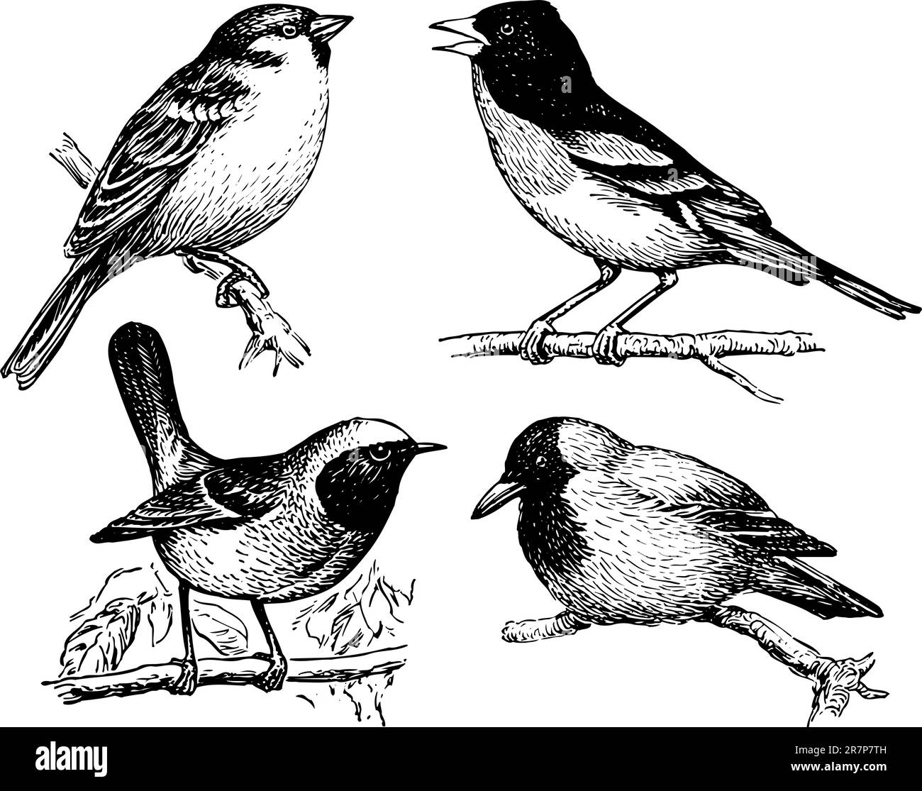 Alcuni uccelli isolati su bianco Illustrazione Vettoriale