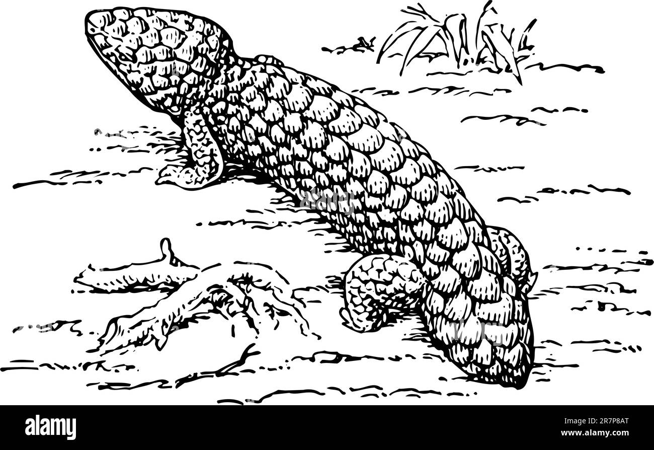 Lizard isolato Illustrazione Vettoriale