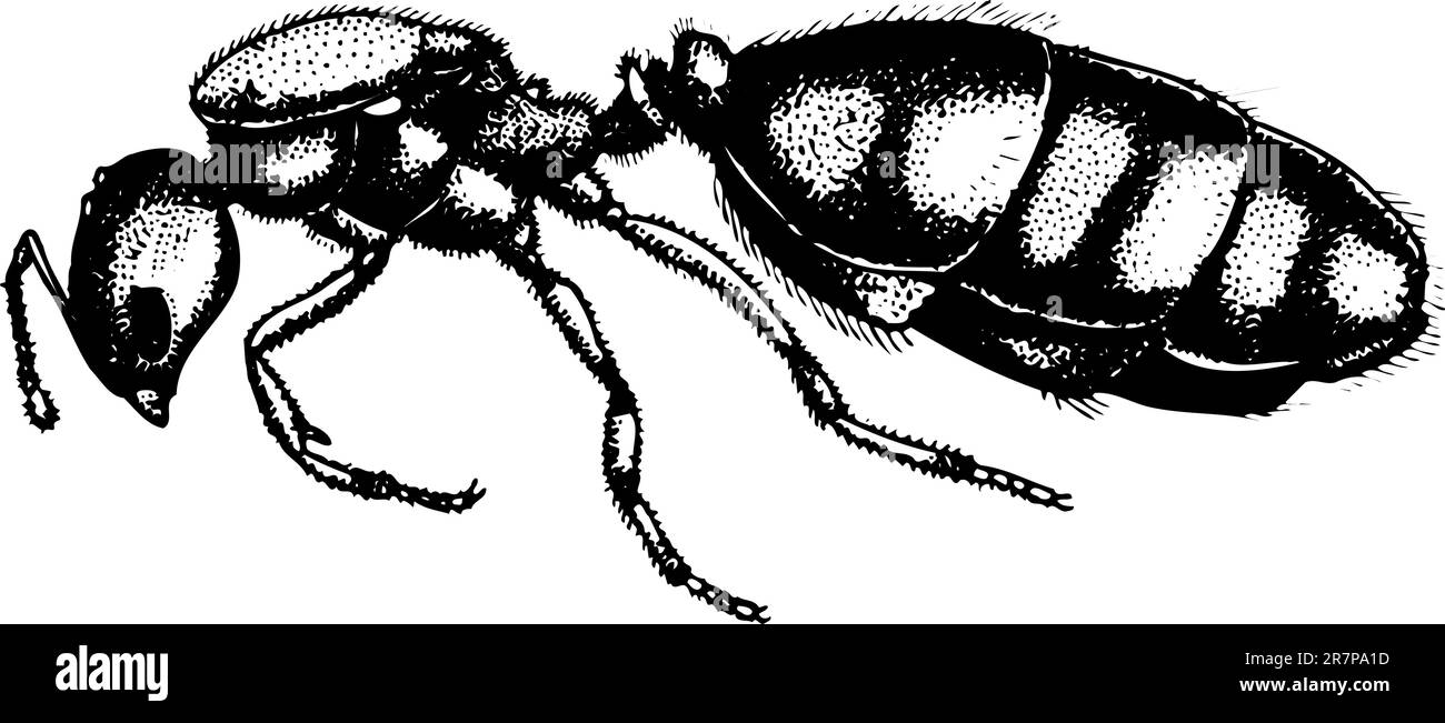ANT isolato su bianco Illustrazione Vettoriale