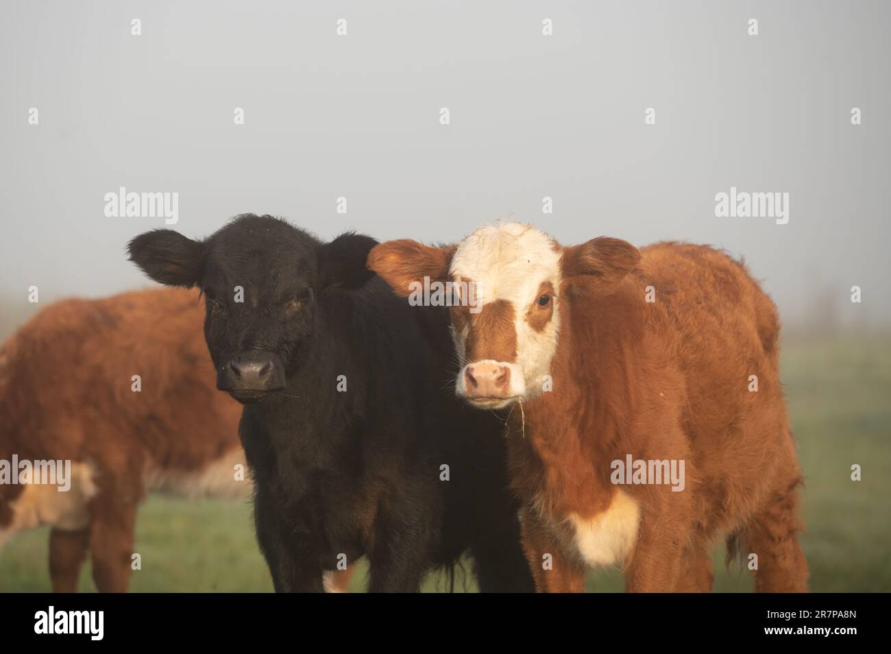 Mandria di mucche nella campagna dell'Uruguay. Foto Stock