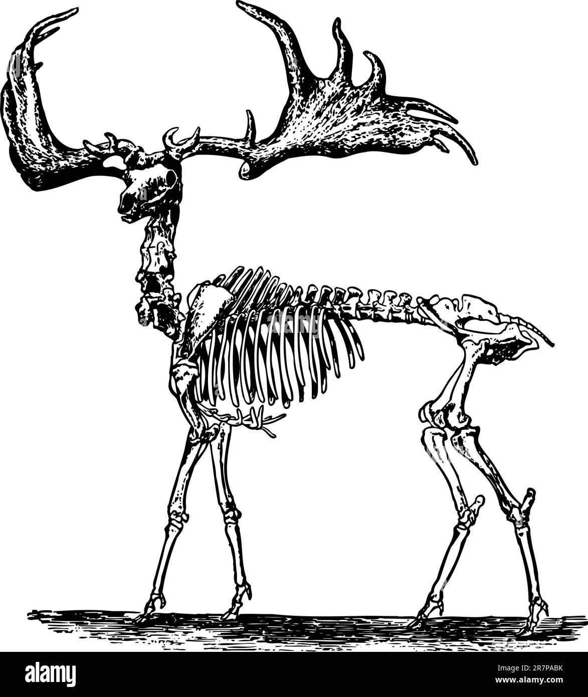 Scheletro animale isolato su bianco Illustrazione Vettoriale