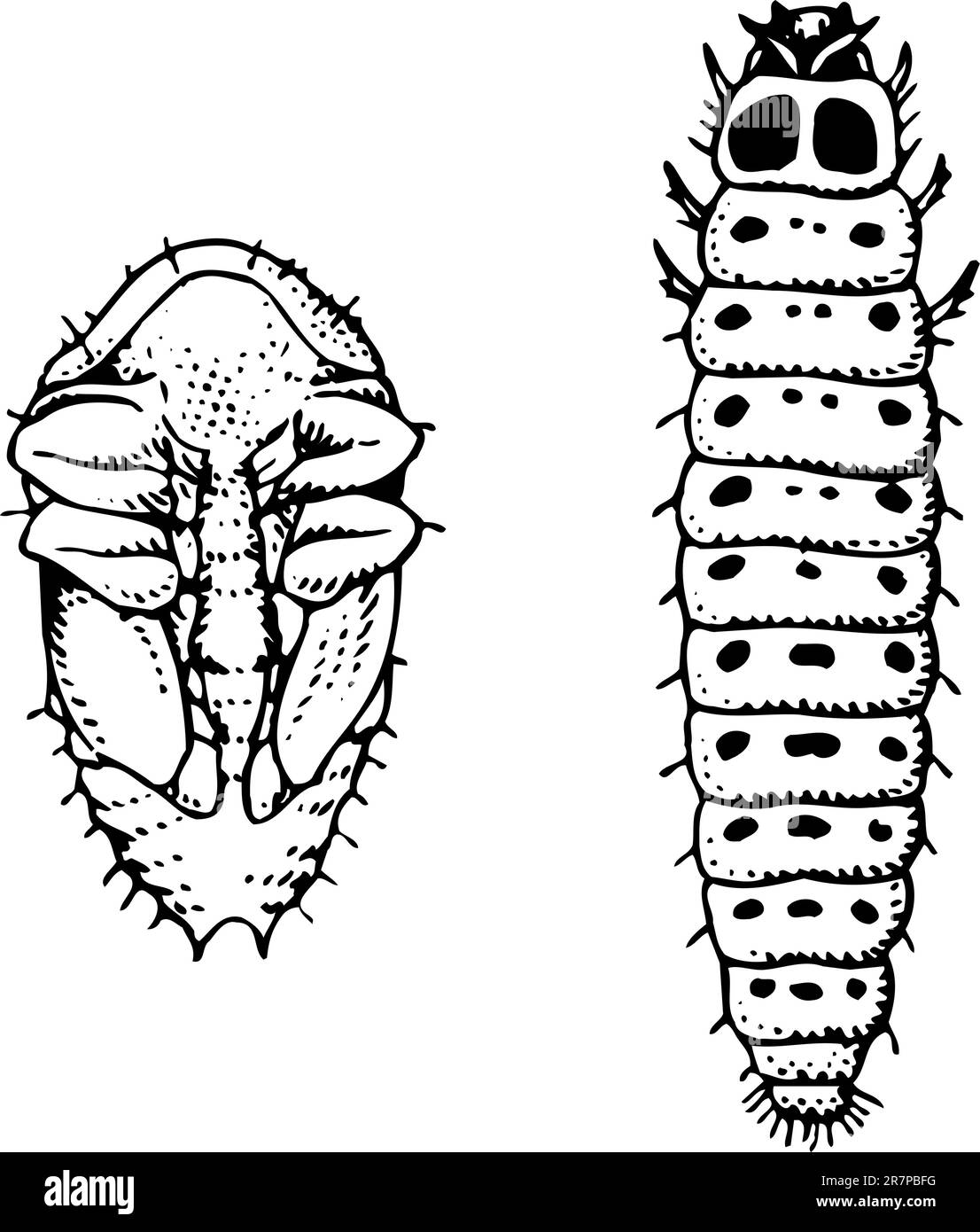 Larva e verme meligethes aeneus isolati su bianco Illustrazione Vettoriale
