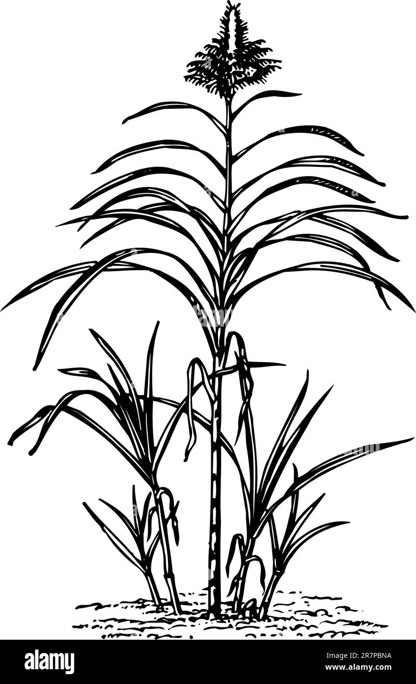 Pianta saccharum isolato su bianco Illustrazione Vettoriale