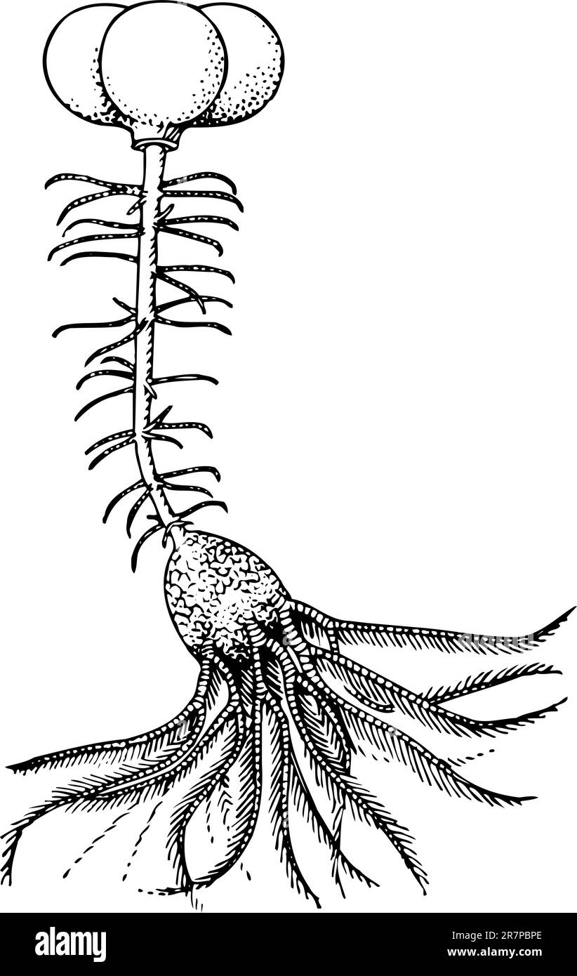 Crinoidea schypbocrinites scavatus isolato su bianco Illustrazione Vettoriale