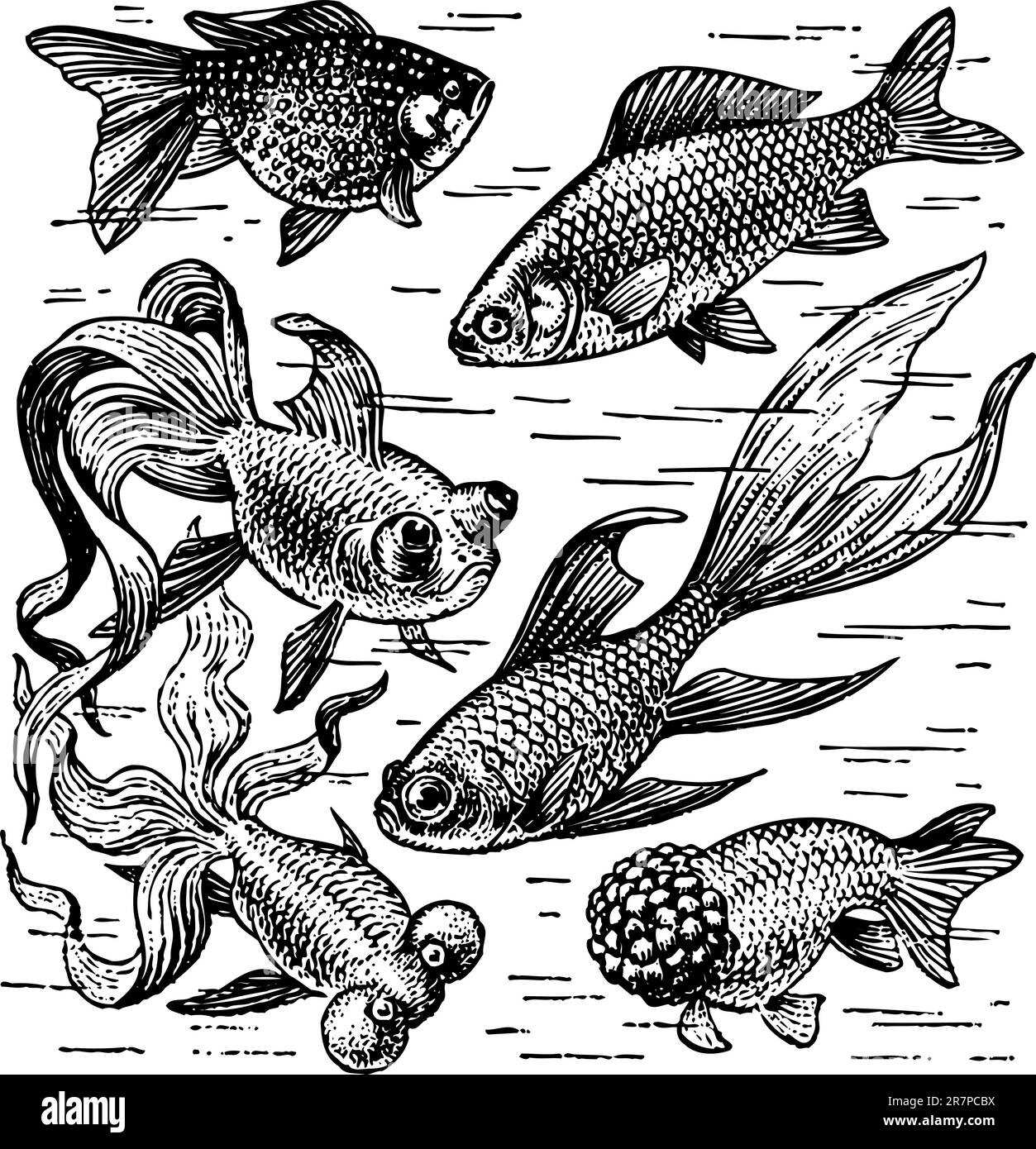 Pesce rosso nell'acqua Illustrazione Vettoriale