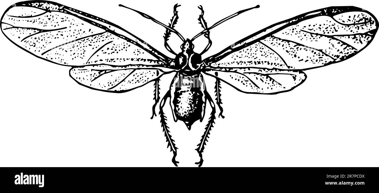 Aphidinae isolato sul bianco Illustrazione Vettoriale
