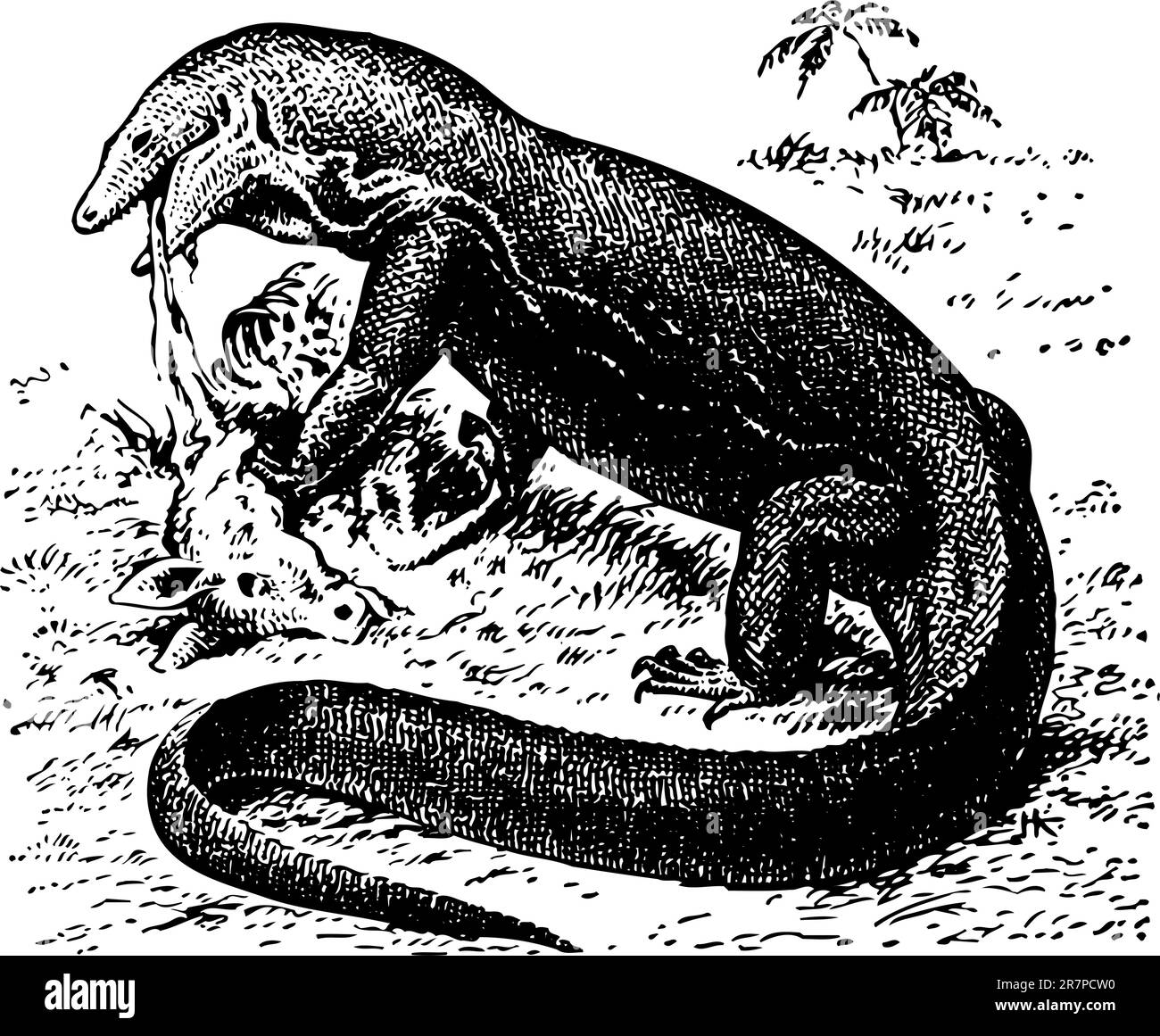 Komodo che mangia drago Illustrazione Vettoriale