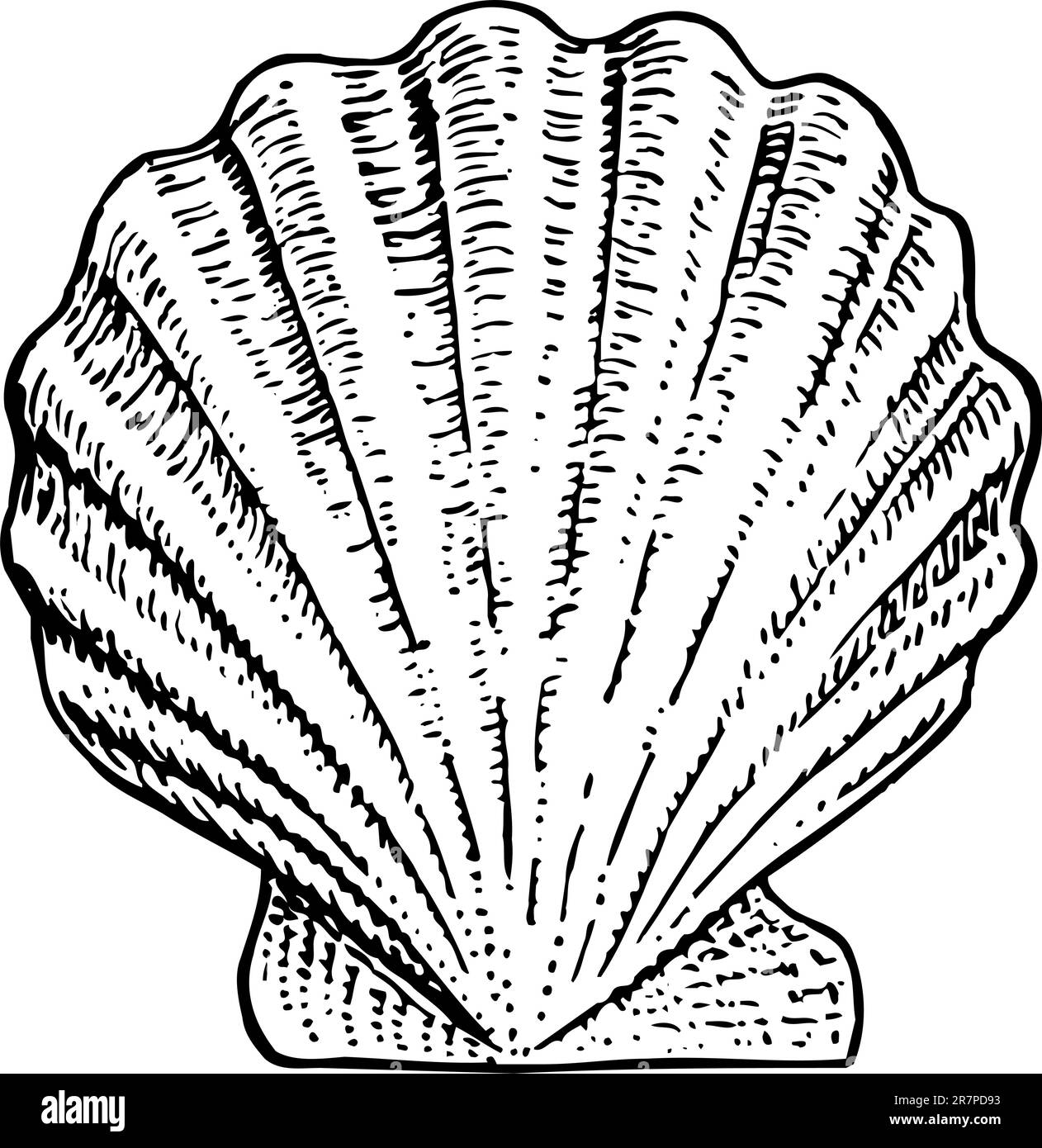 Seashell isolato su bianco Illustrazione Vettoriale