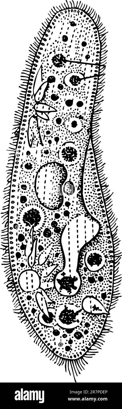 Infusorium isolato su bianco Illustrazione Vettoriale
