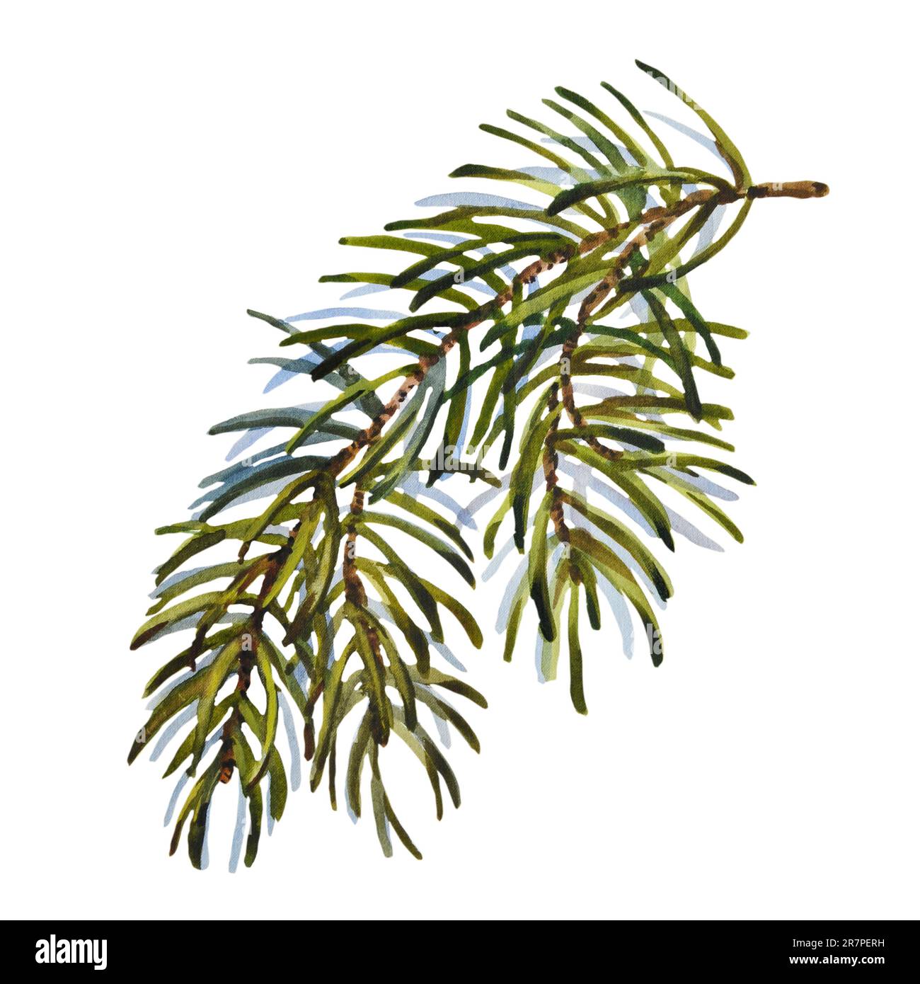 Set natalizio acquerello di abete. Elementi per le vacanze dipinti a mano con piante invernali isolate su sfondo bianco. Illustrazione floreale per il design Foto Stock