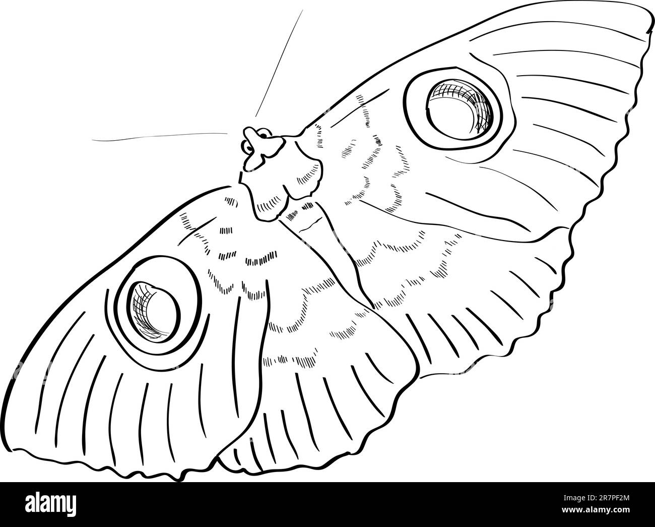 Farfalla vettoriale disegnata a mano Illustrazione Vettoriale