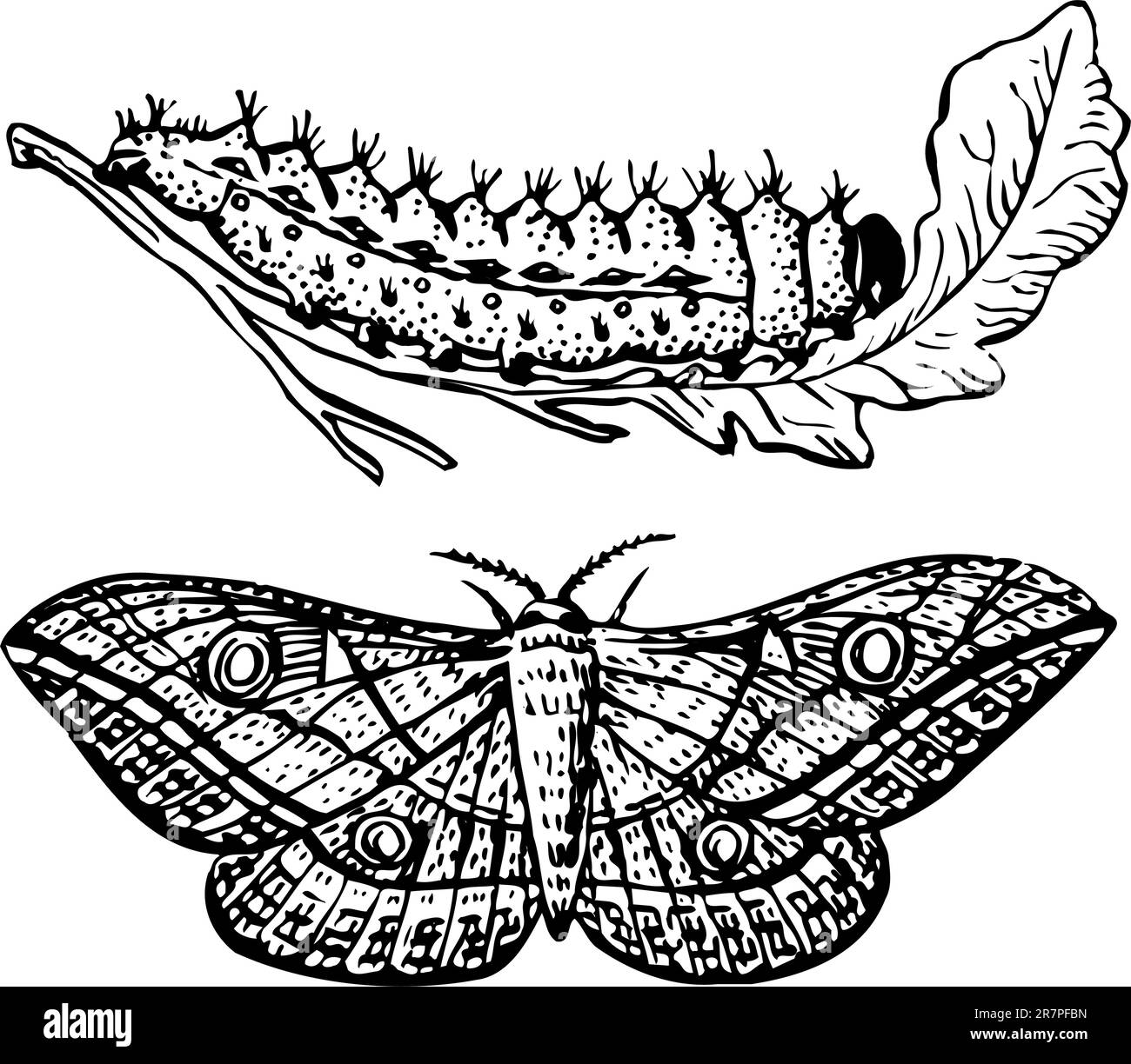 Larva e farfalla isolati su bianco Illustrazione Vettoriale