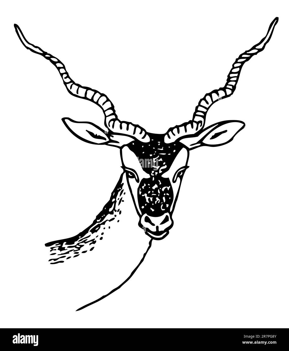 Testa di capra isolata su bianco Illustrazione Vettoriale