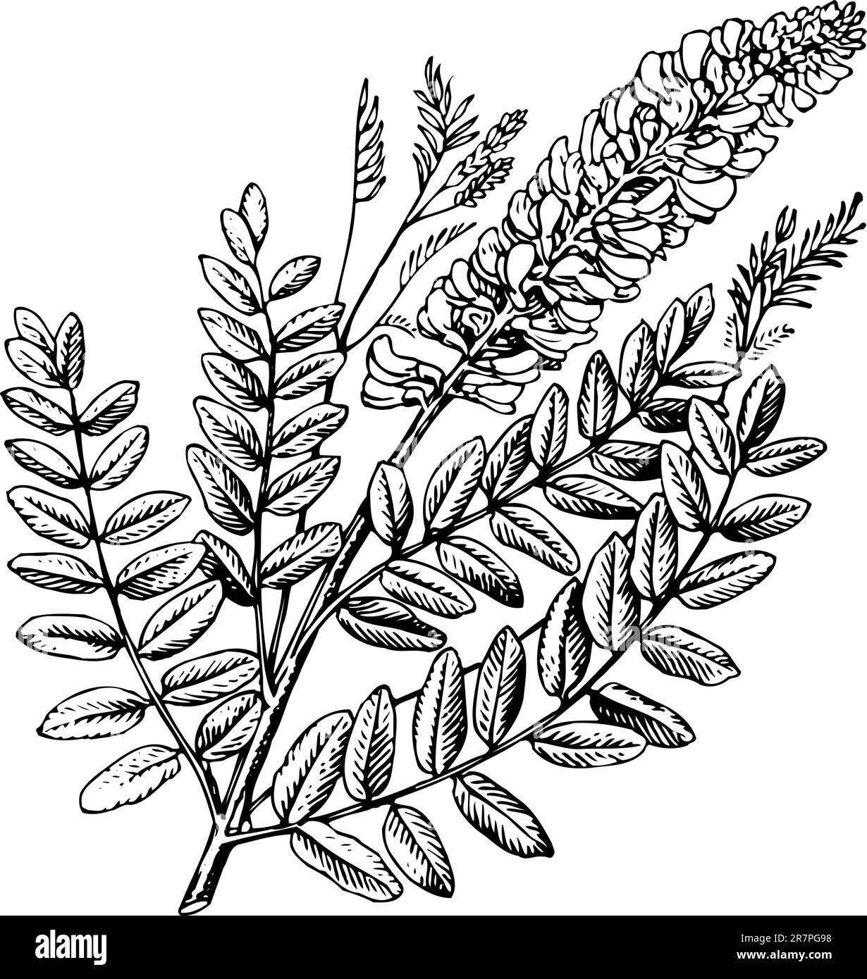 Pianta sophora isolata su bianco Illustrazione Vettoriale