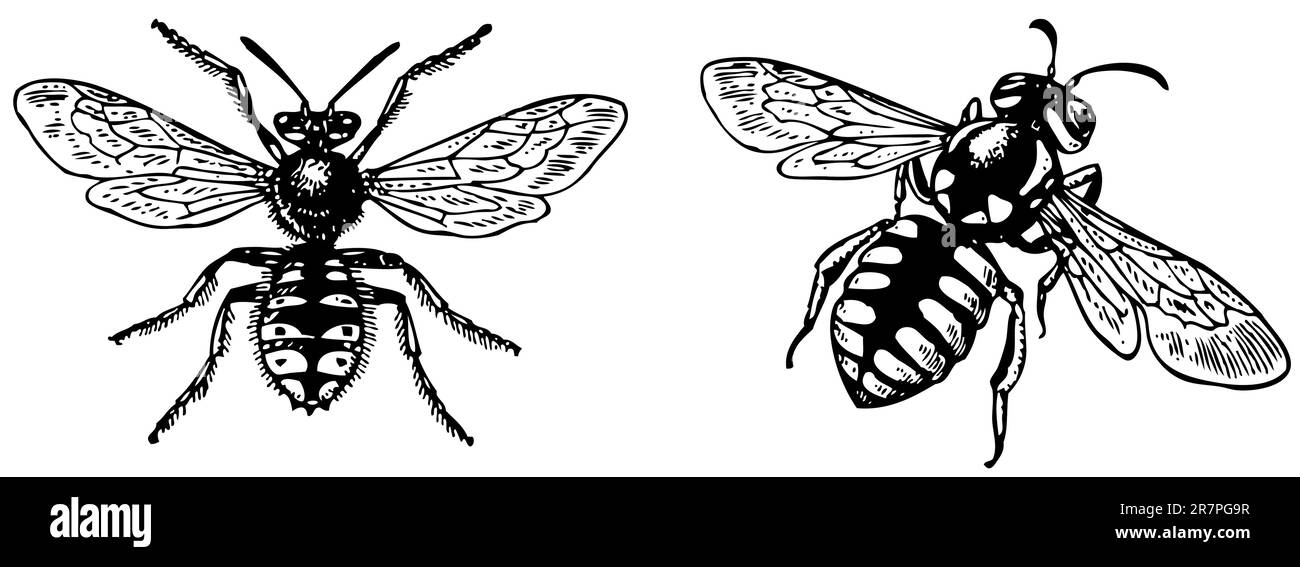 Anthidium manicatum Illustrazione Vettoriale