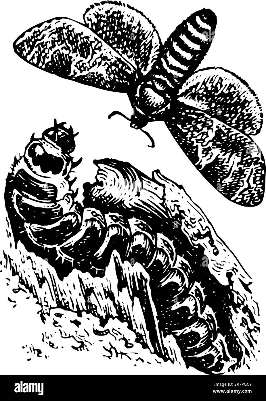 Larva e farfalla isolati su bianco Illustrazione Vettoriale