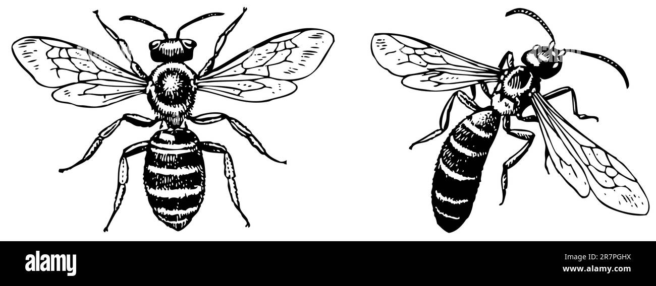 Api sudore Halictus isolate su bianco Illustrazione Vettoriale