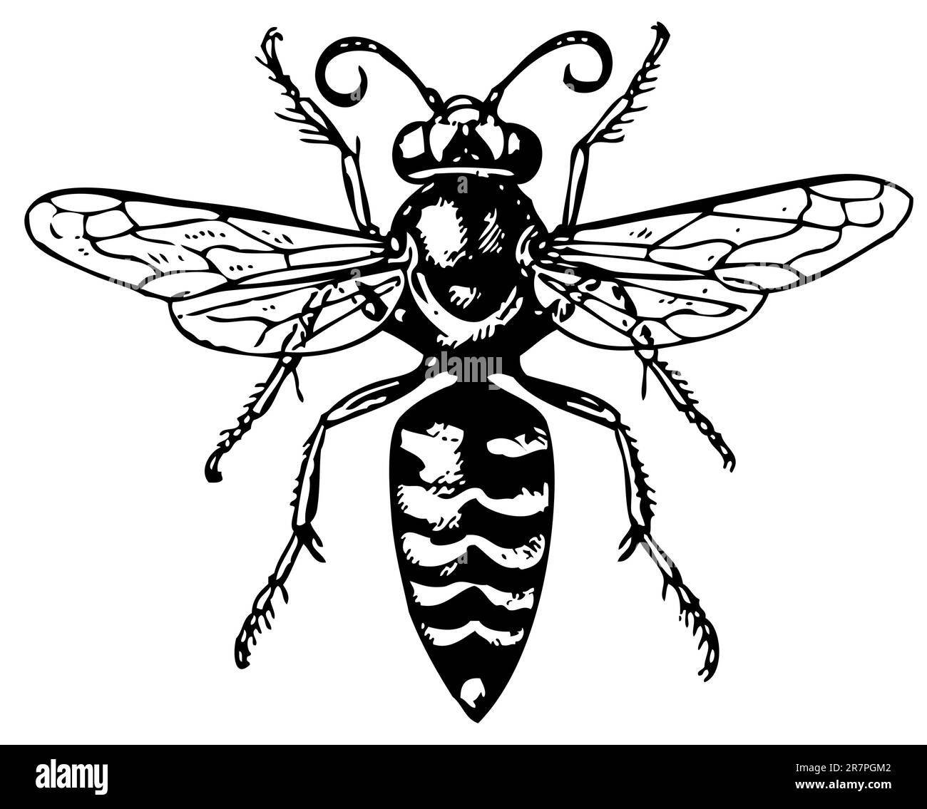 WASP Bembex isolato su bianco Illustrazione Vettoriale