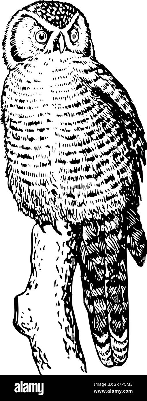 Gufo di Falco (Surnia ulula) sull'albero Illustrazione Vettoriale