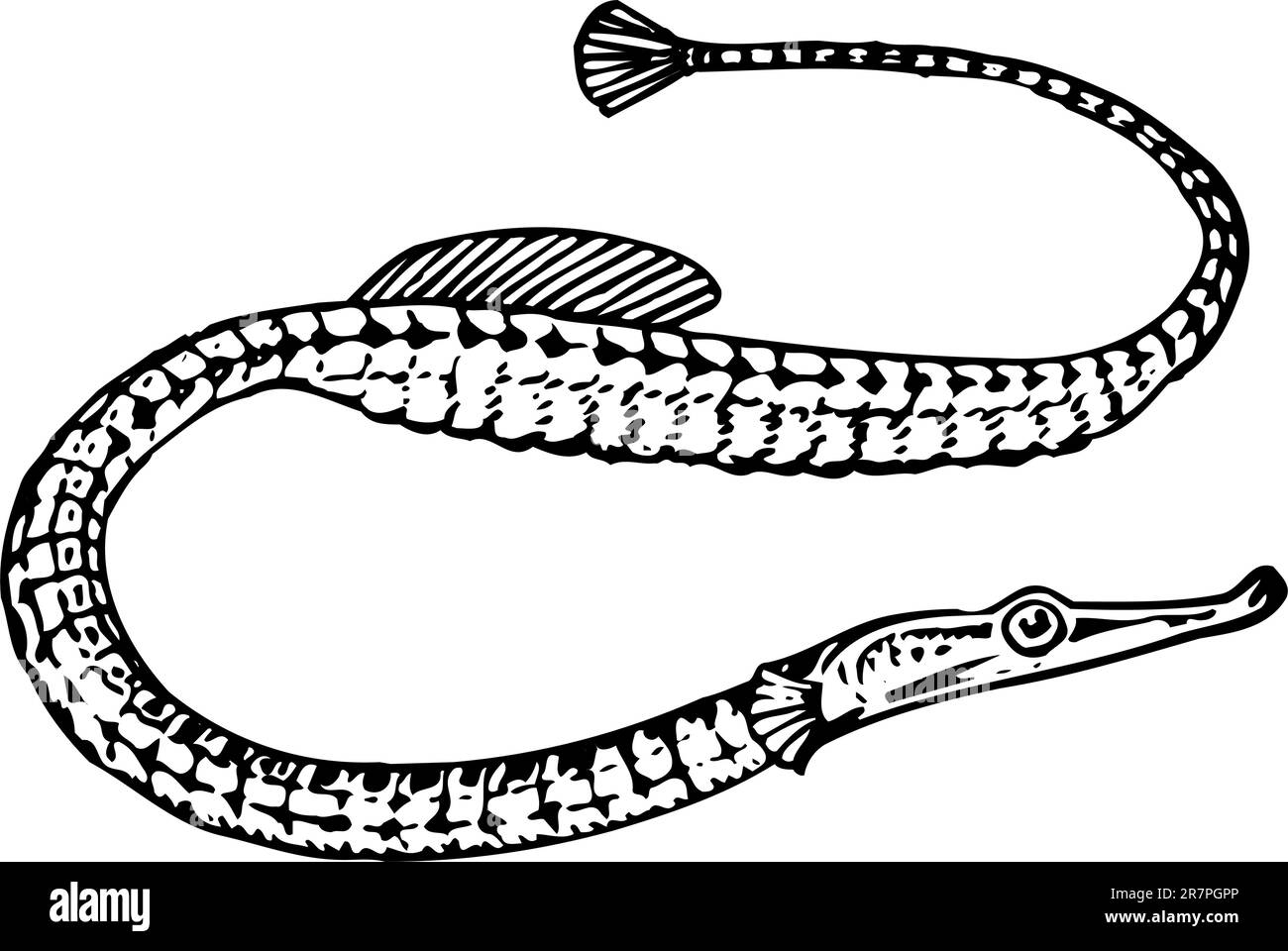 Needlefish isolato su bianco Illustrazione Vettoriale