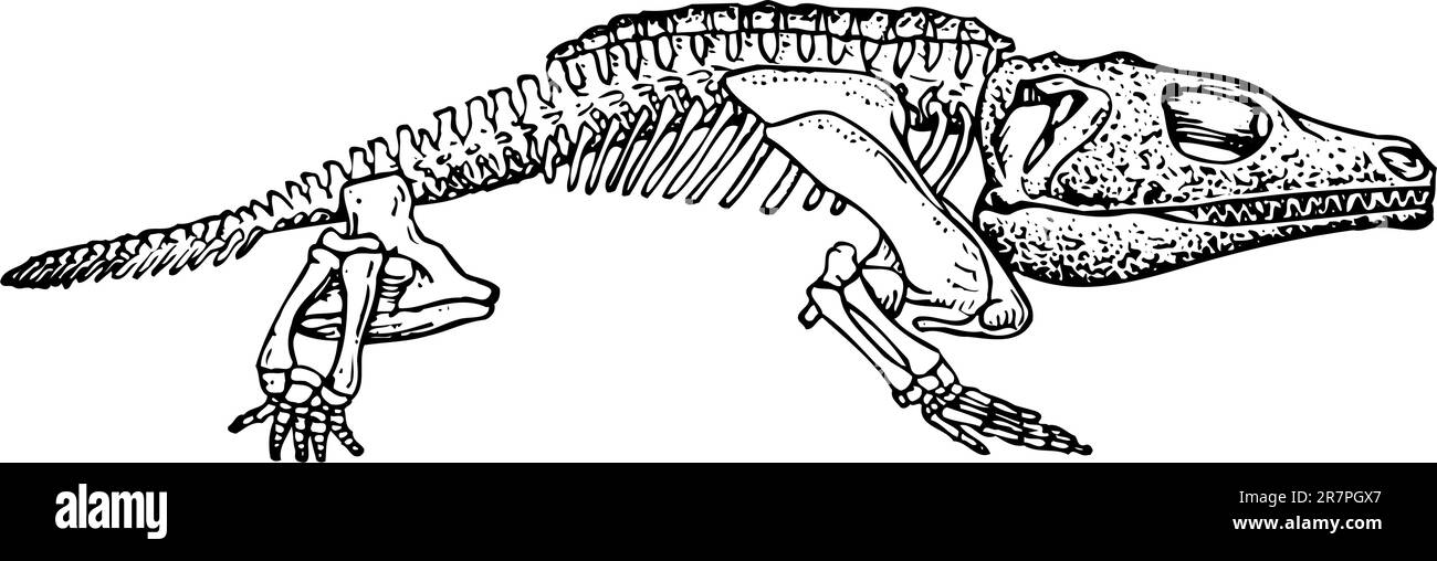 Scheletro animale isolato su bianco Illustrazione Vettoriale