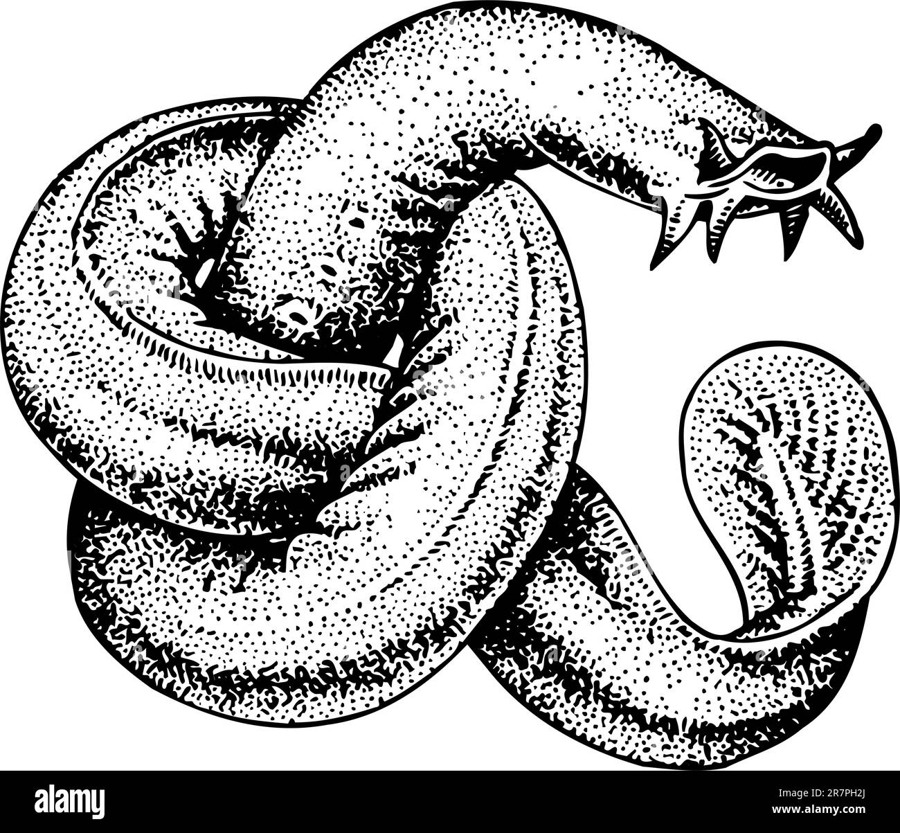 Leech-hirudo isolato su bianco Illustrazione Vettoriale