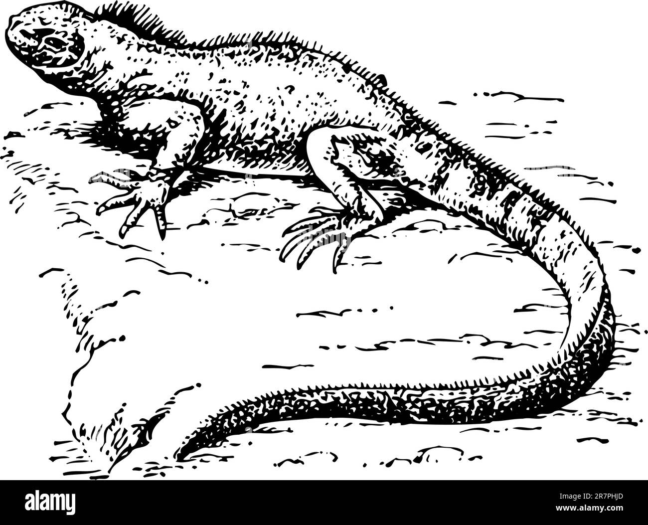 Lizard isolato Illustrazione Vettoriale