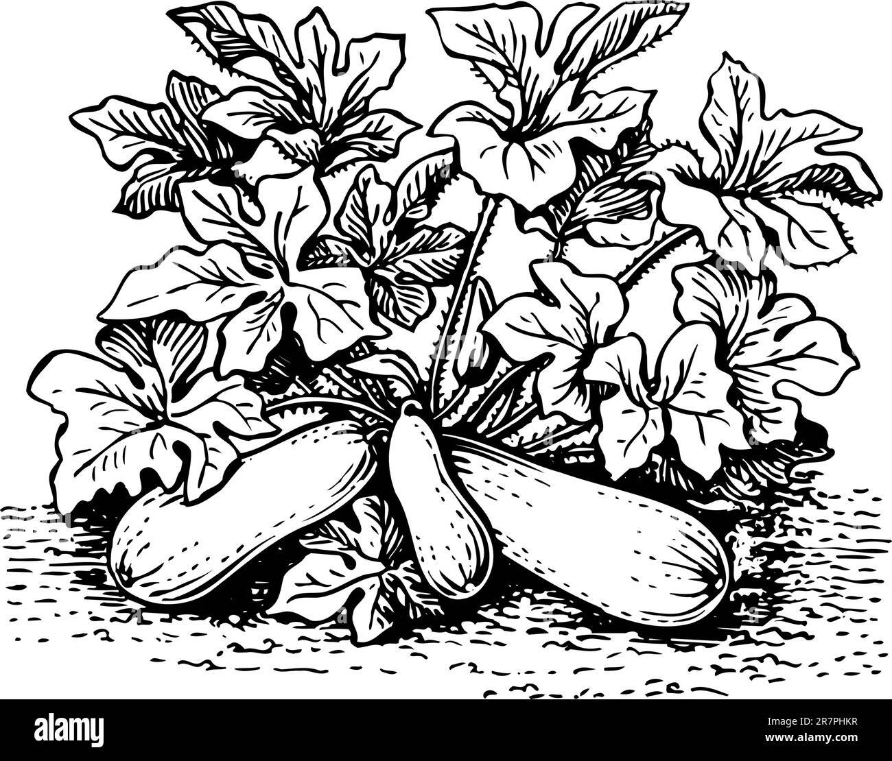 Midollo vegetale isolato Illustrazione Vettoriale