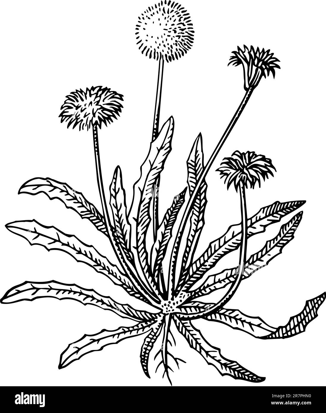 Tarassaco isolato su bianco Illustrazione Vettoriale